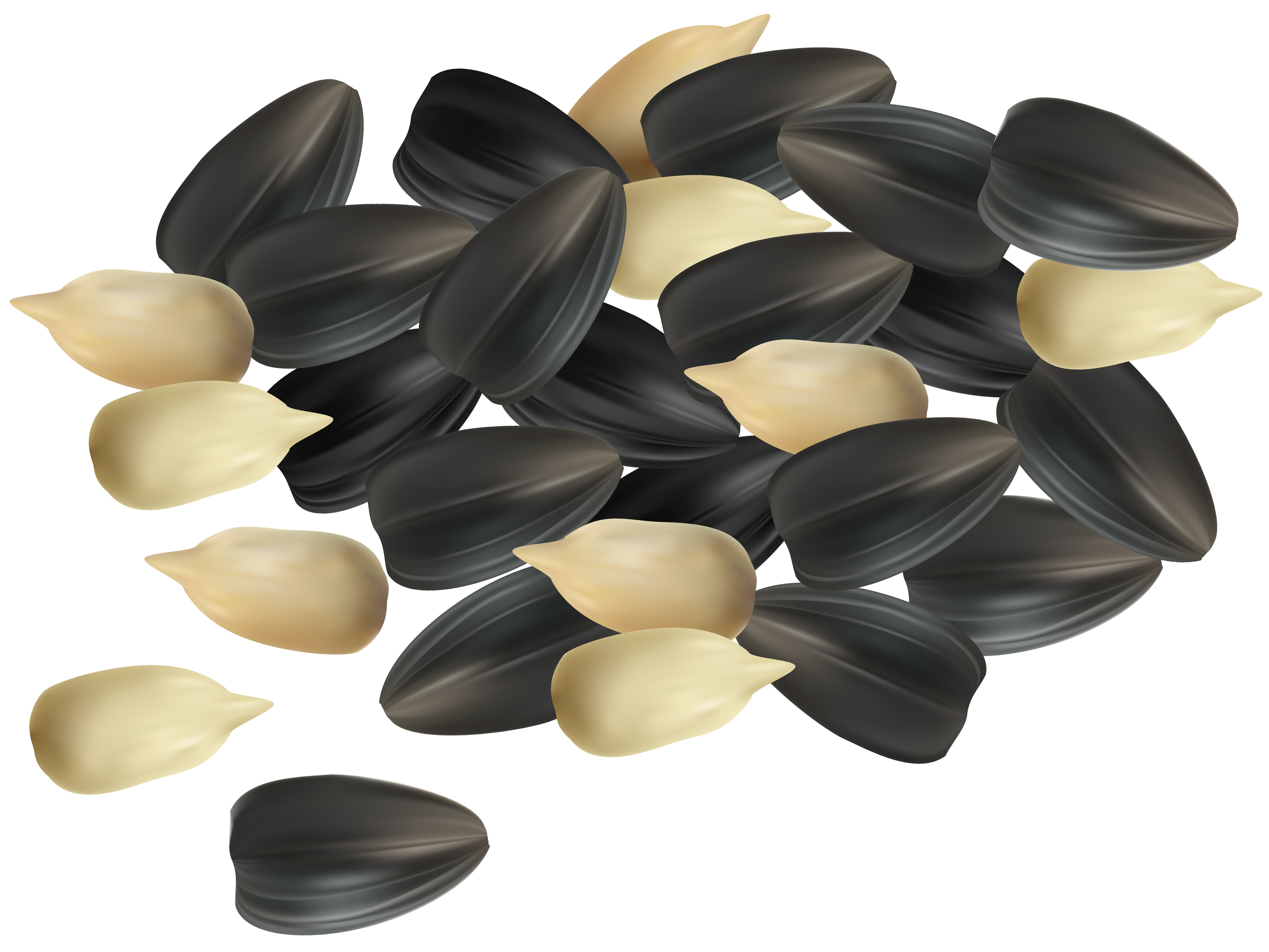 nut clipart different seed