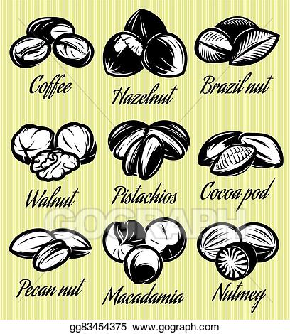 nuts clipart different seed