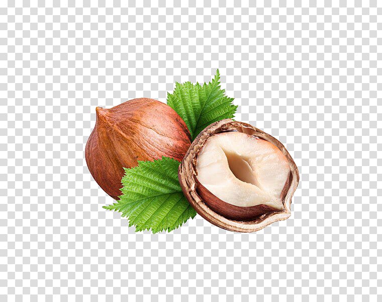 nut clipart hazel