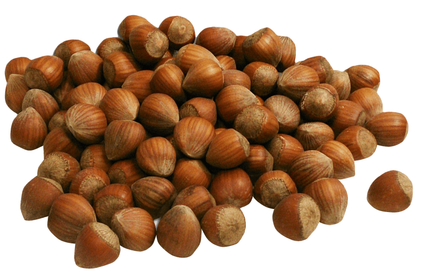 nut clipart hazel