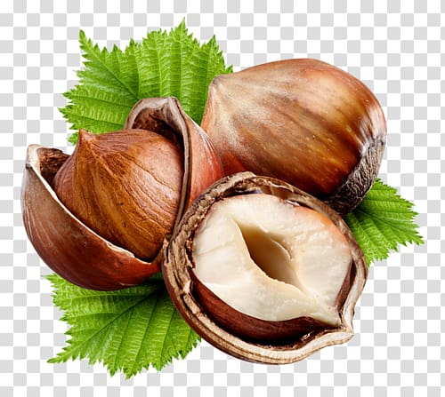 Nut clipart hazel. Three wallnuts hazelnut nuts