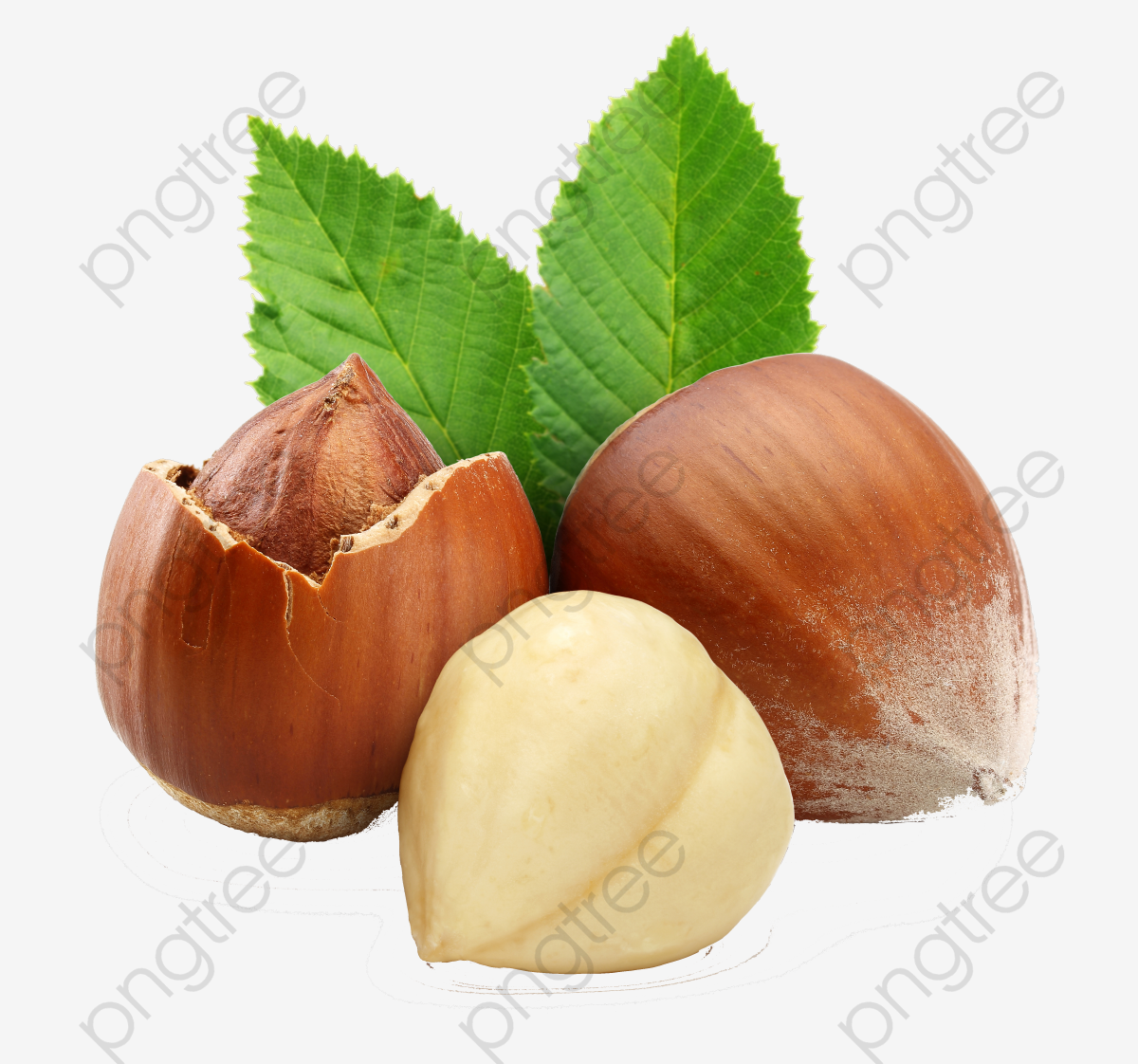 Nut clipart hazel. Nuts food fruit seed