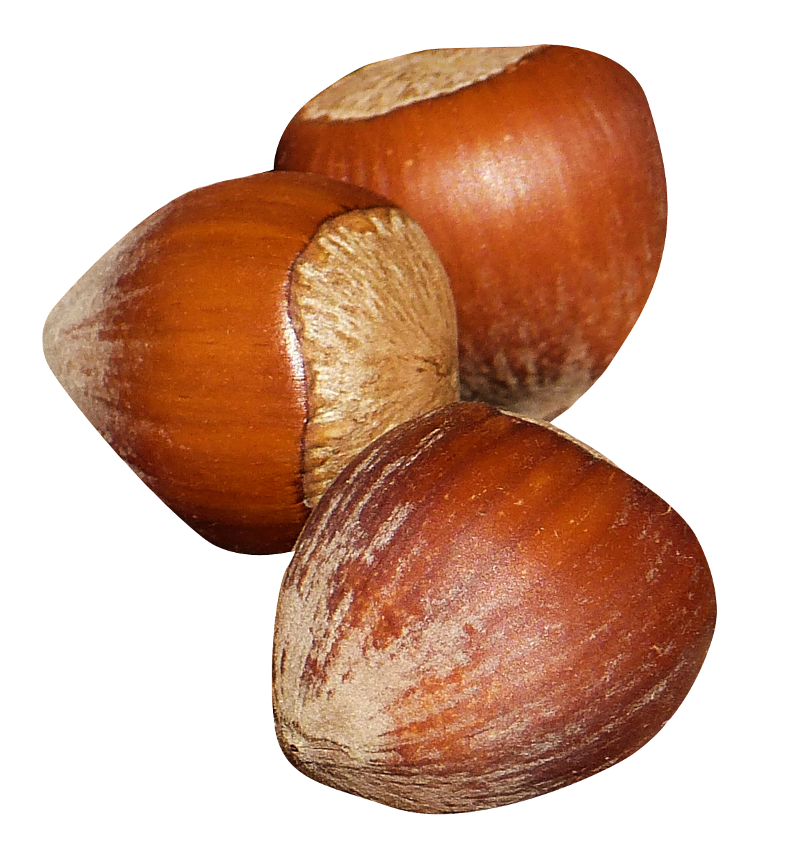 nut clipart hazel