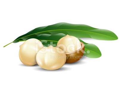 Nuts white background natural. Nut clipart macadamia nut