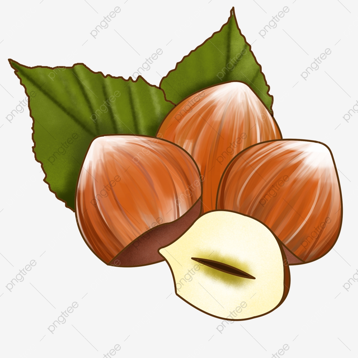 Fruit png transparent image. Nuts clipart macadamia nut