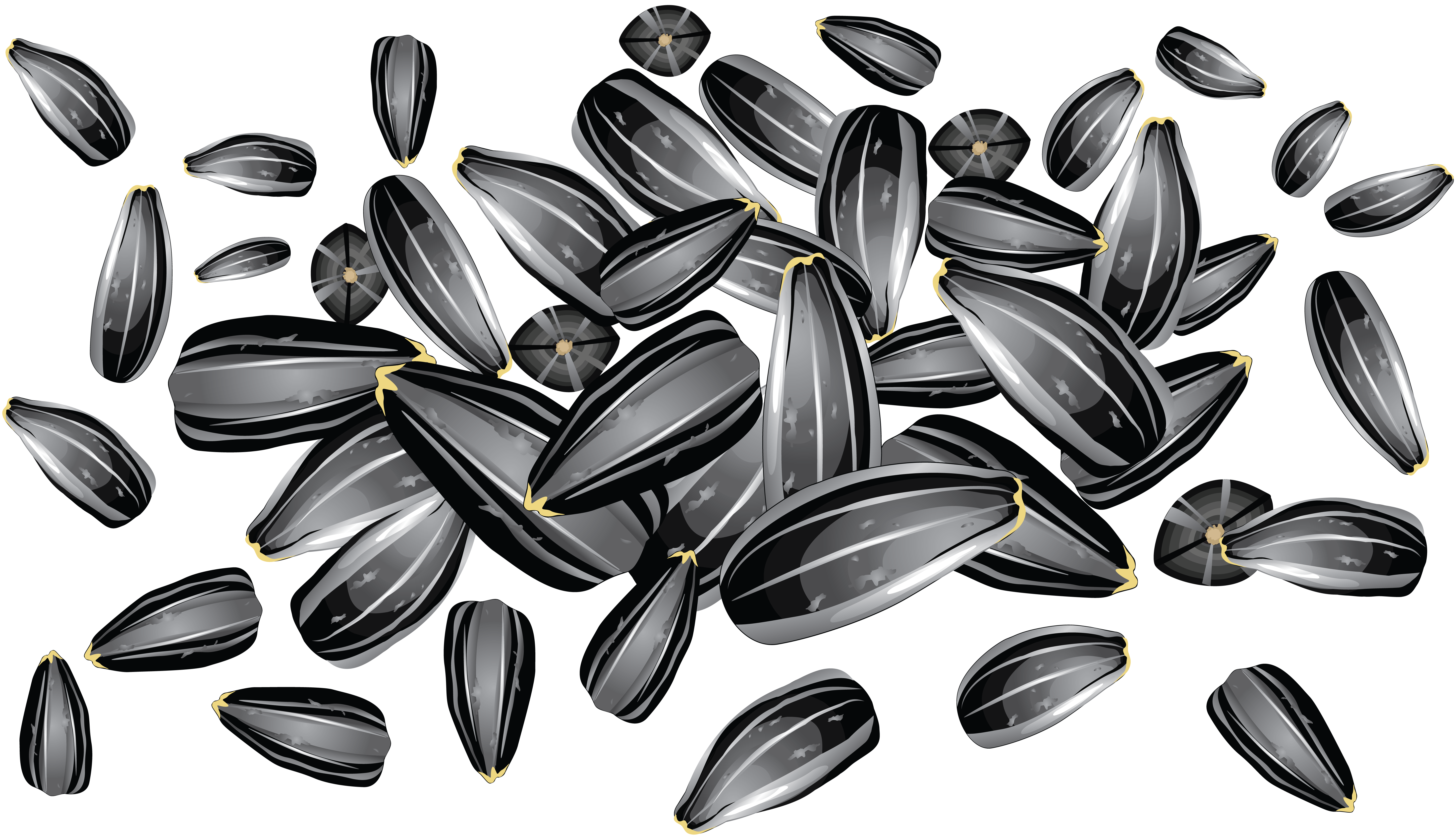 nut clipart nut seed