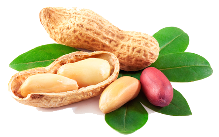 nuts clipart oil seed