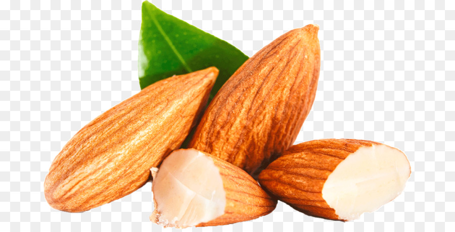 nuts clipart oil seed