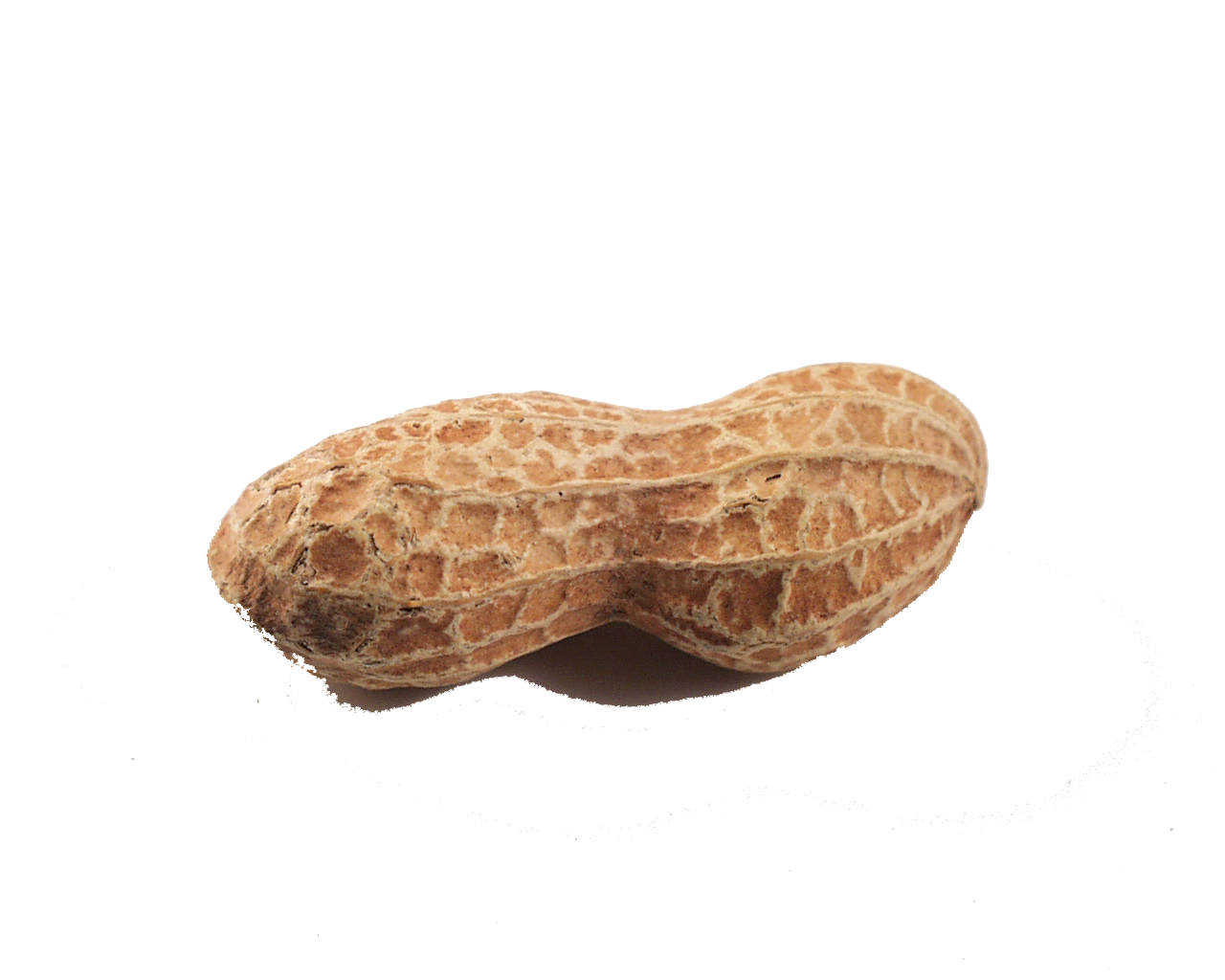 nuts clipart peanut