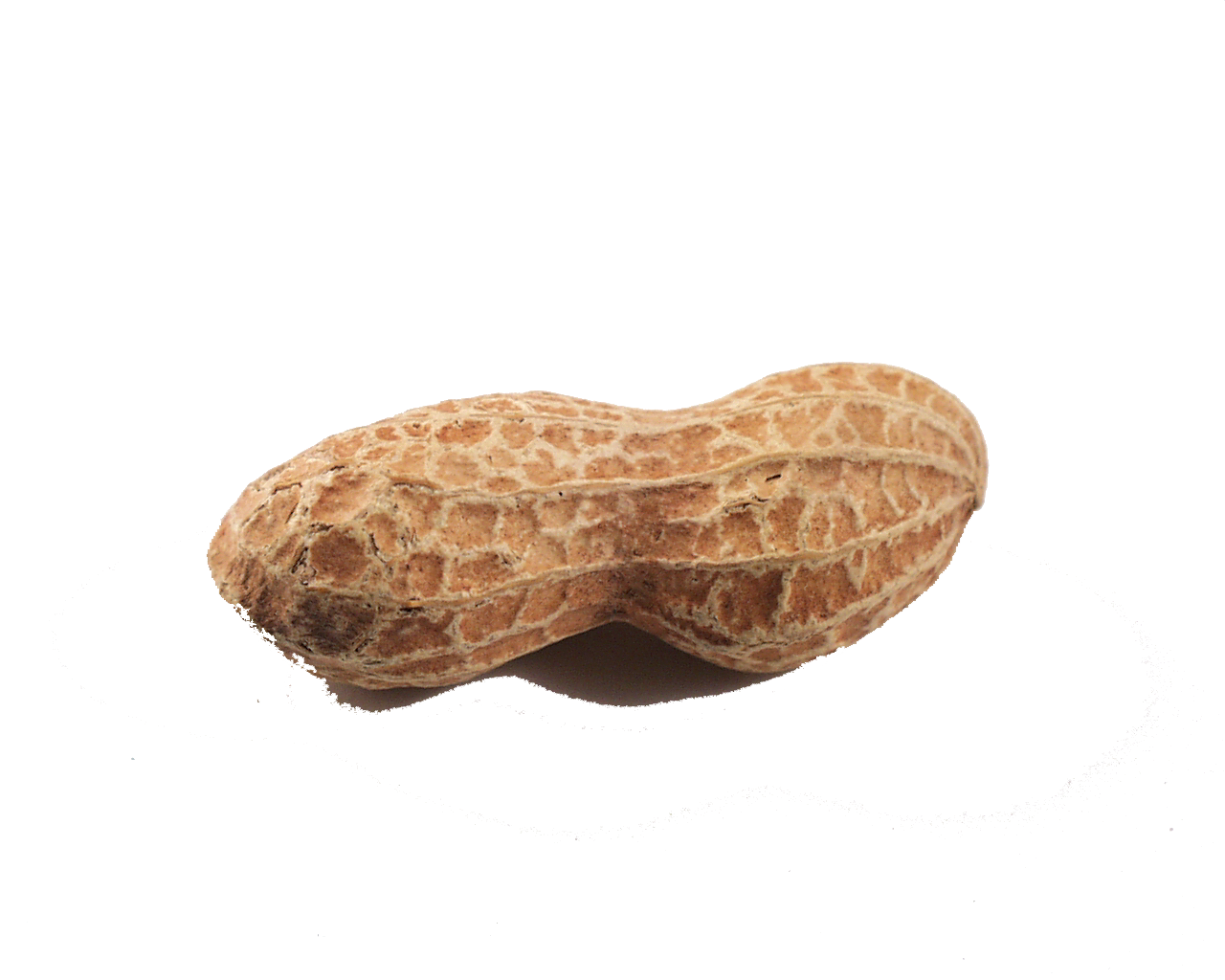 peanut clipart one