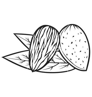 nut clipart sketch