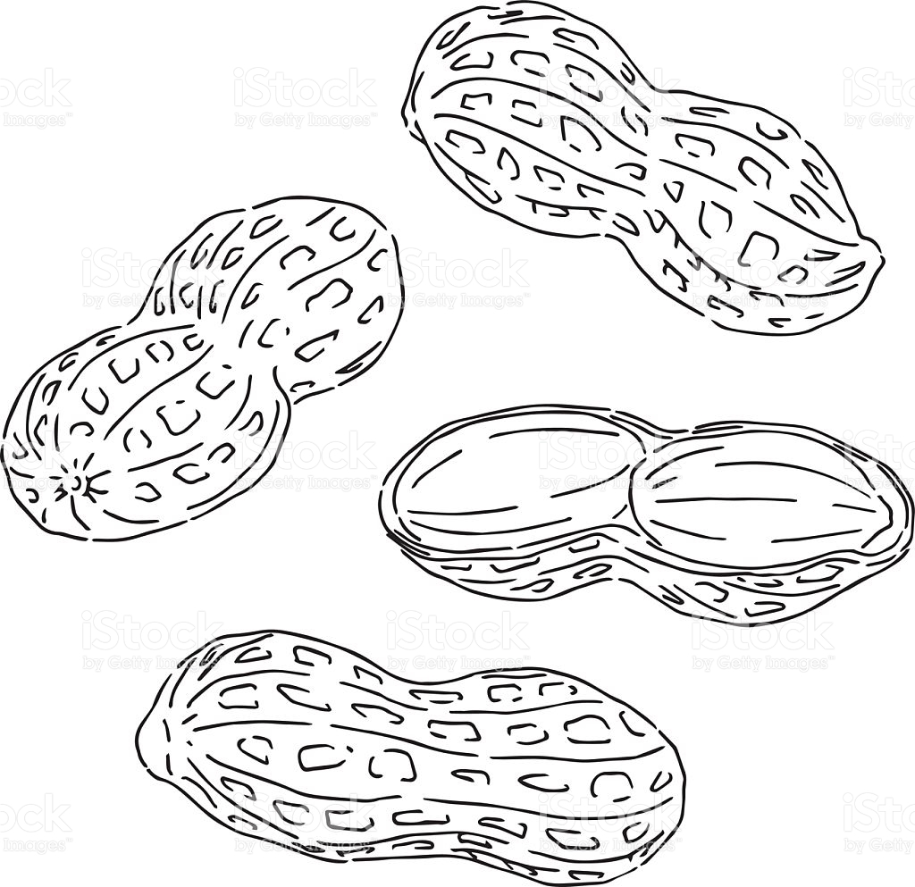 Nut clipart sketch, Nut sketch Transparent FREE for download on