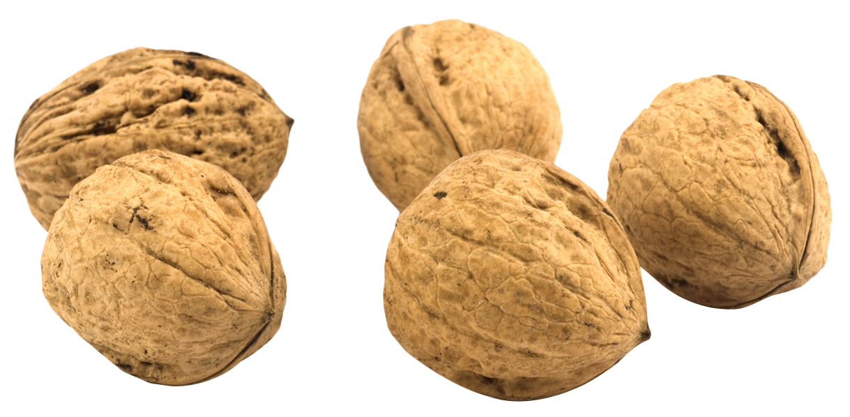 nut clipart walnut