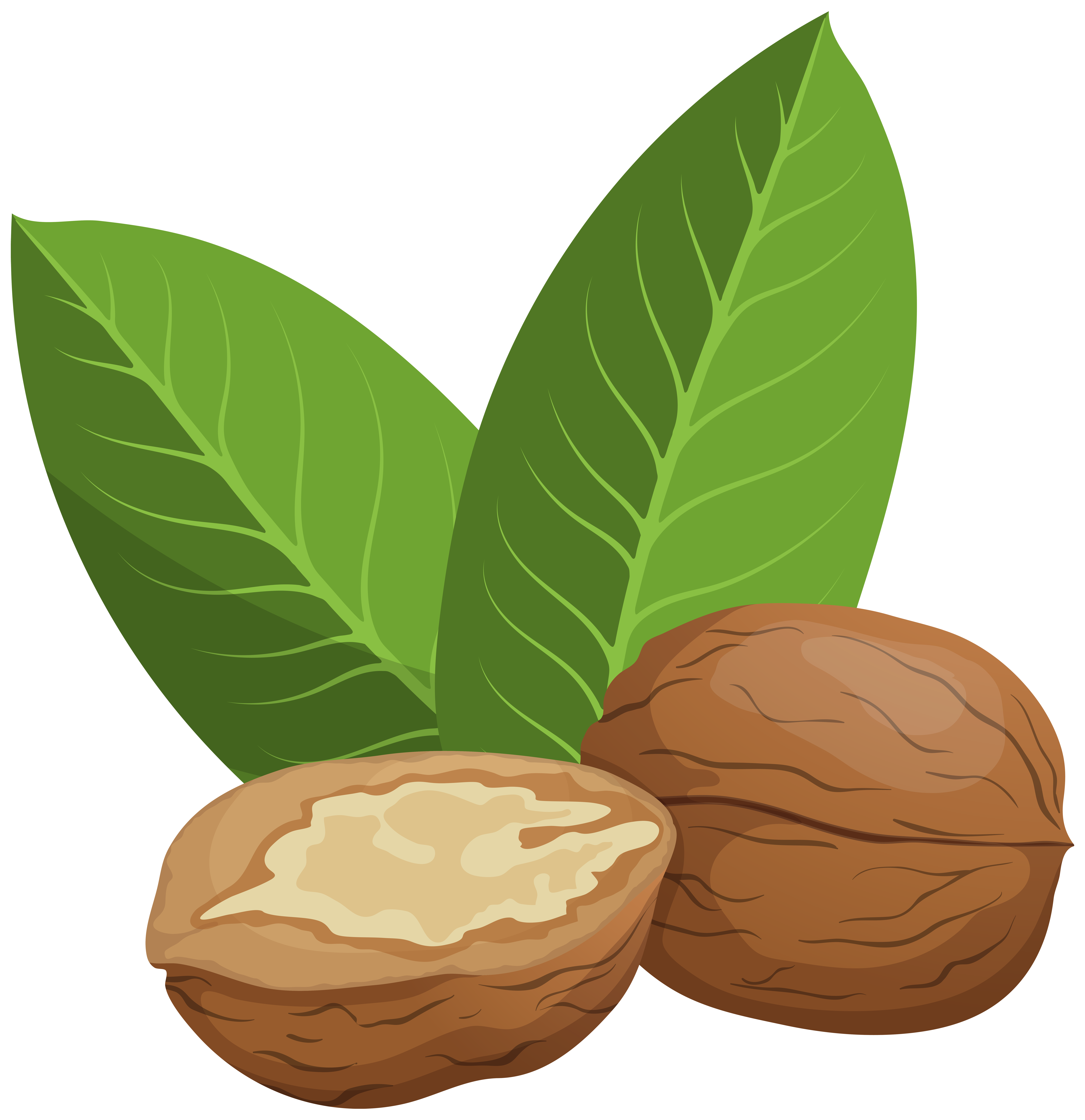 Nuts clipart tree nut. Walnuts png clip art