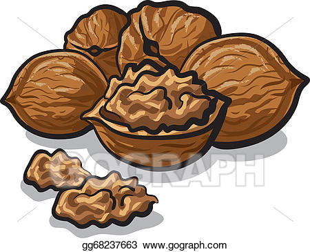 nuts clipart walnut