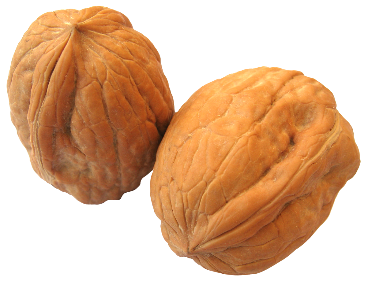 nuts clipart walnut