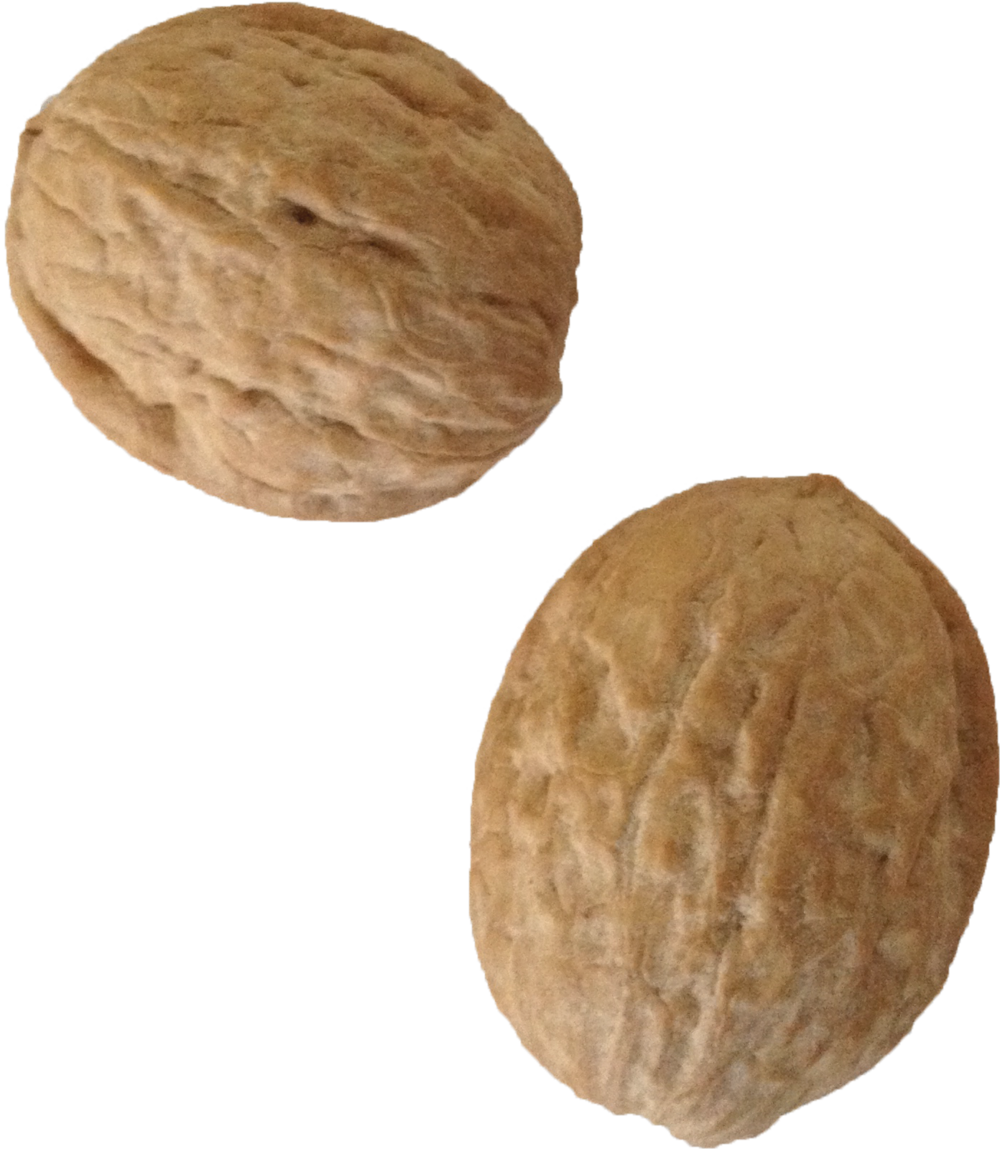 nut clipart walnut shell