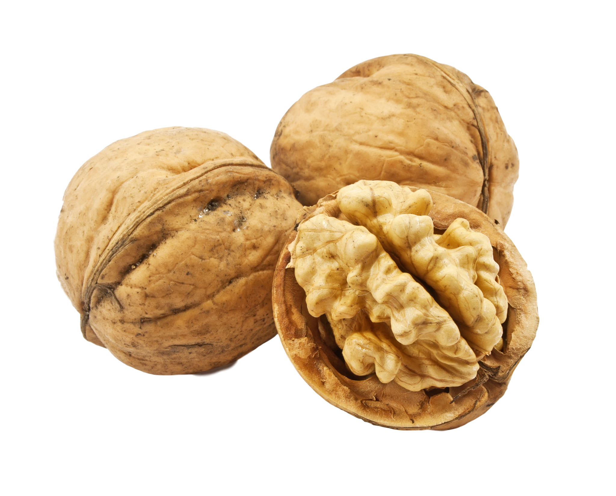 nut clipart walnut shell 1765552. 