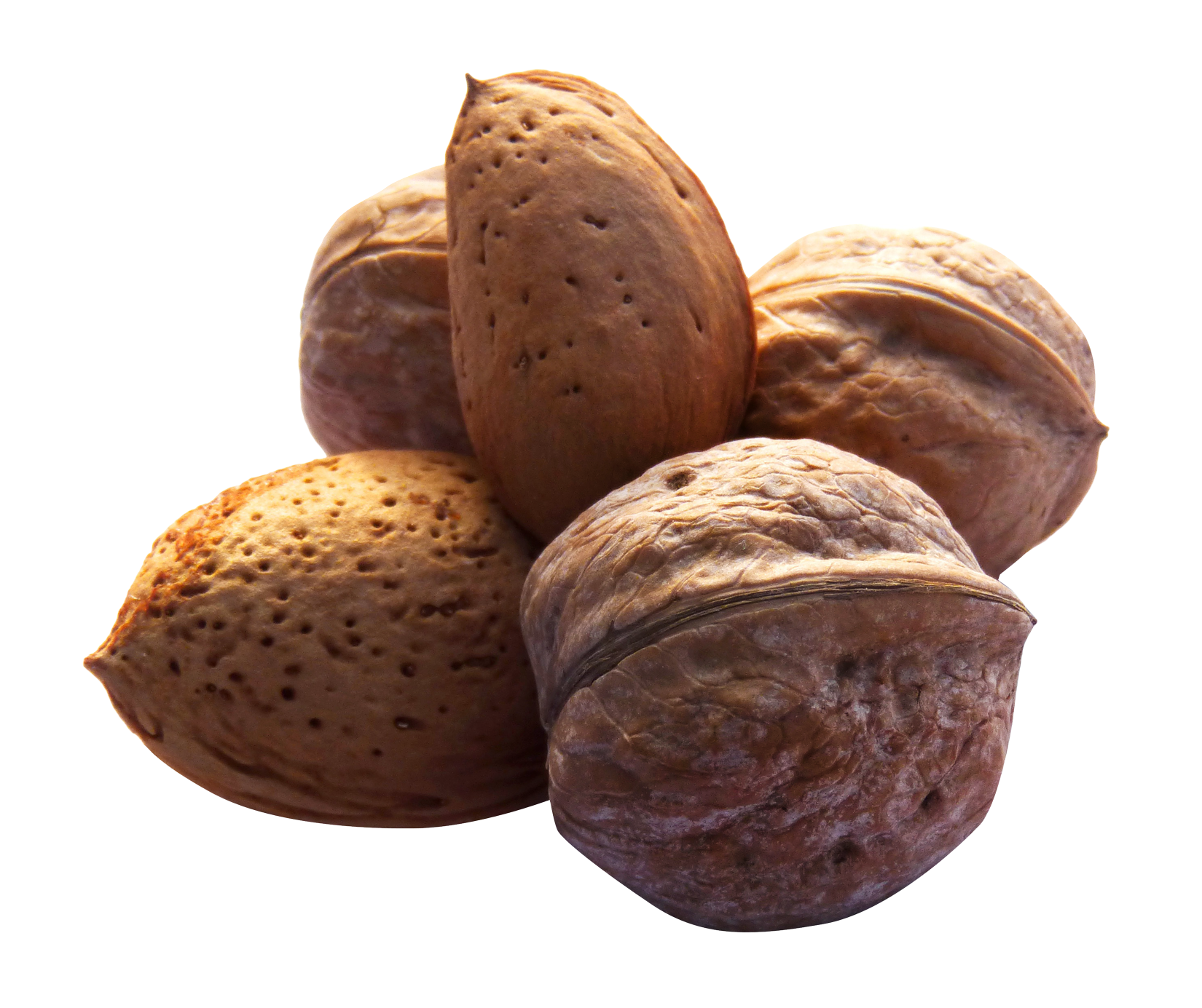 nut clipart walnut shell