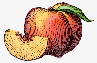 nutrition clipart mixed fruit