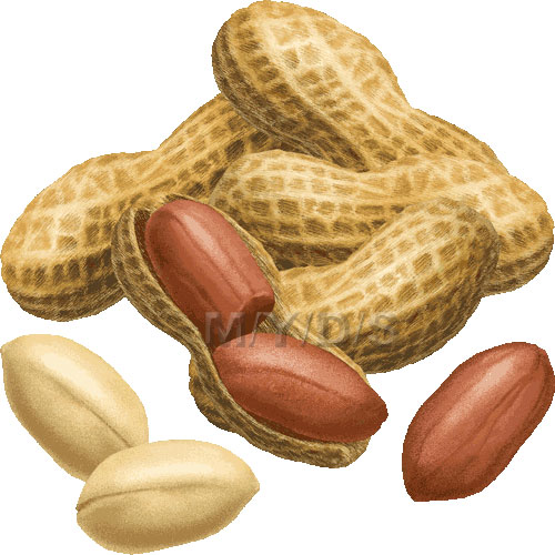 Free nuts cliparts download. Peanut clipart ground nut