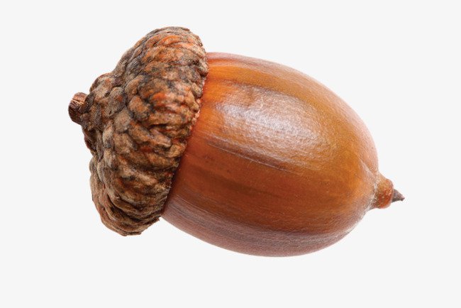 Nuts clipart acorn. Nut png image and