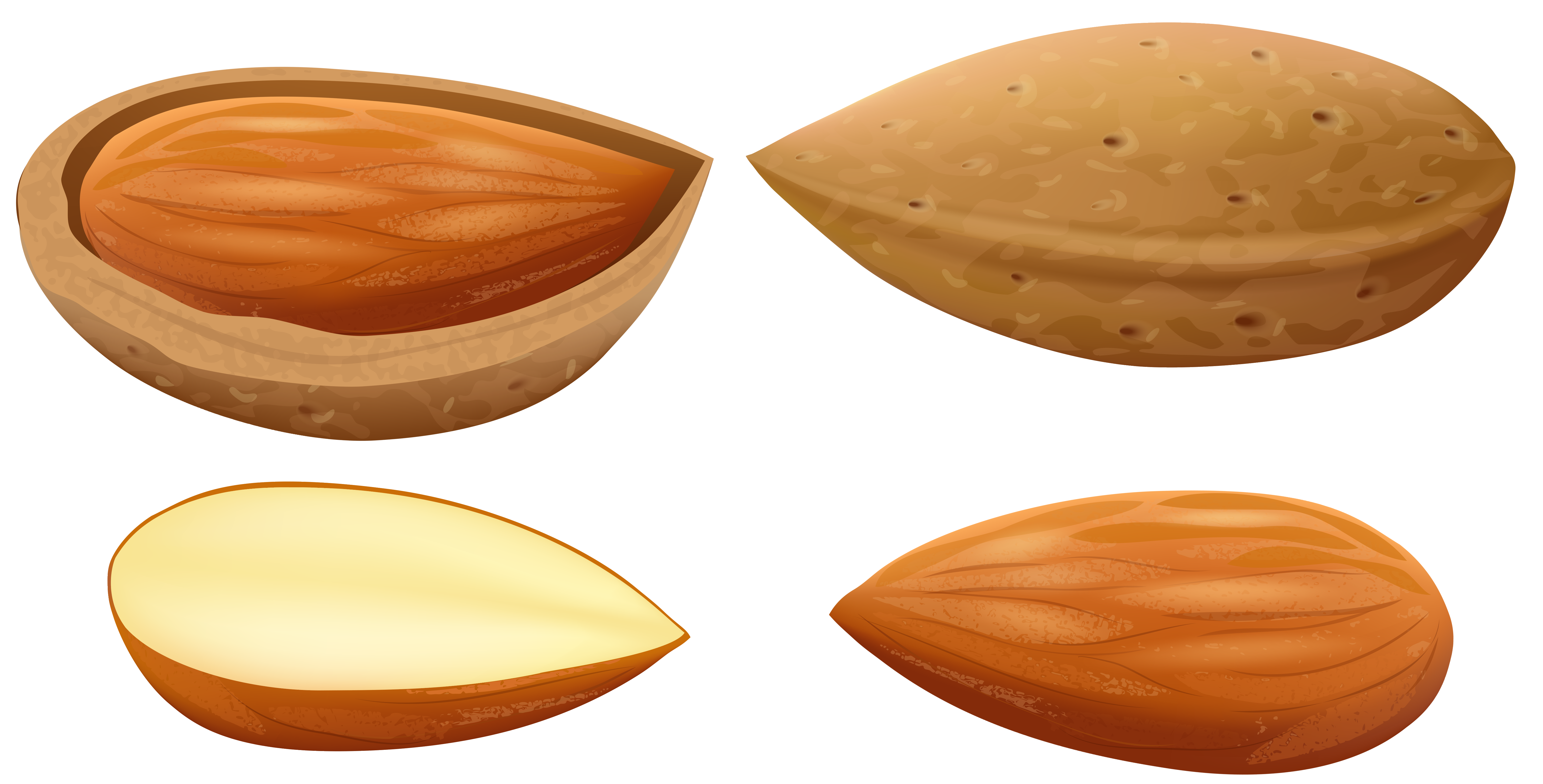 Almonds png clip art. Nuts clipart almond