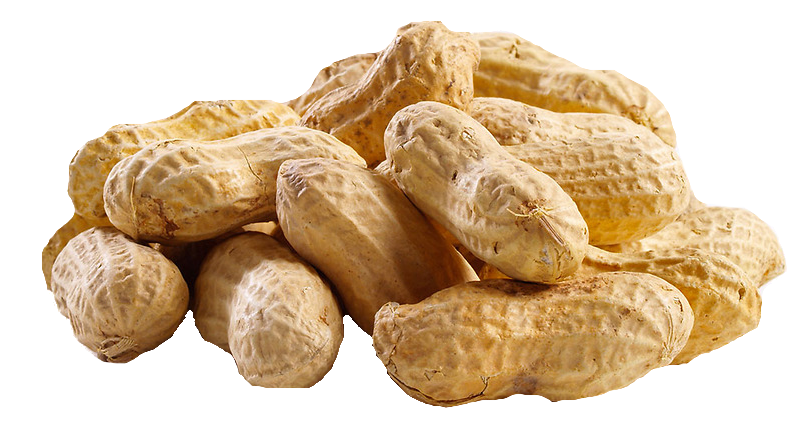 peanuts clipart roasted peanut