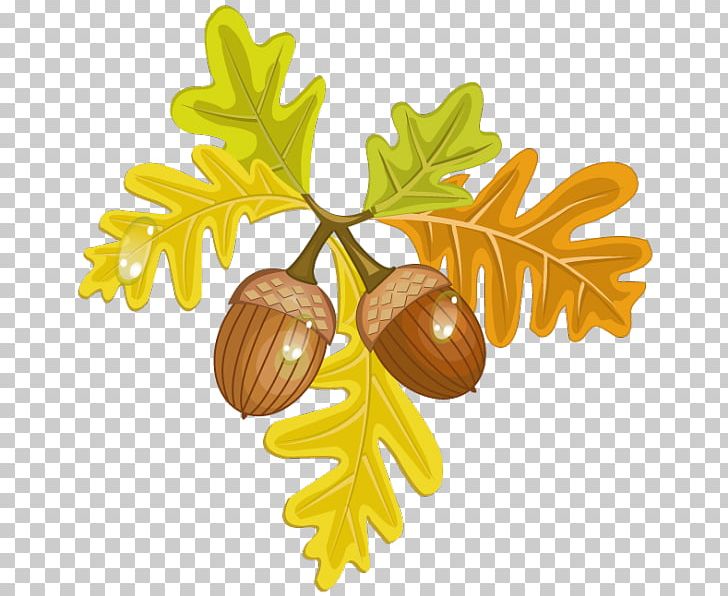 nuts clipart autumn acorn