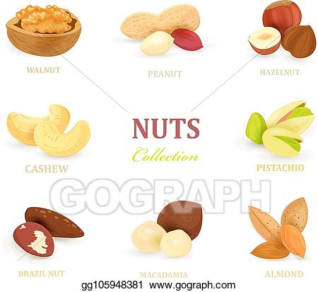 Nuts clipart delicious. Vector collection of for