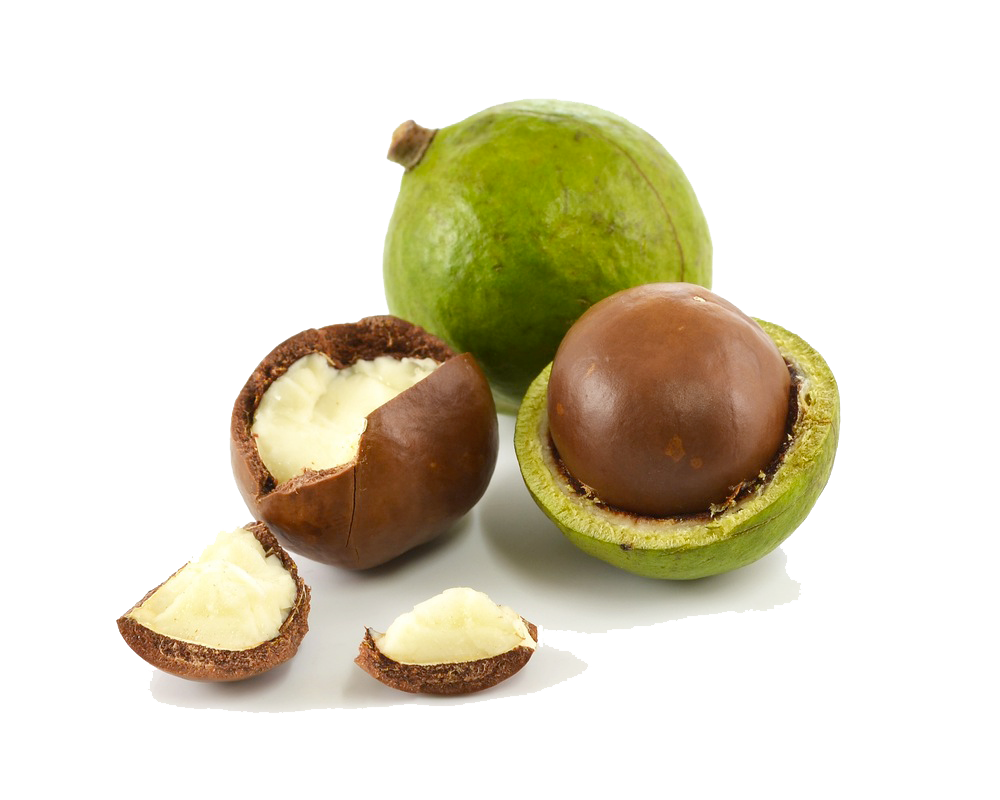 nuts clipart macadamia nut