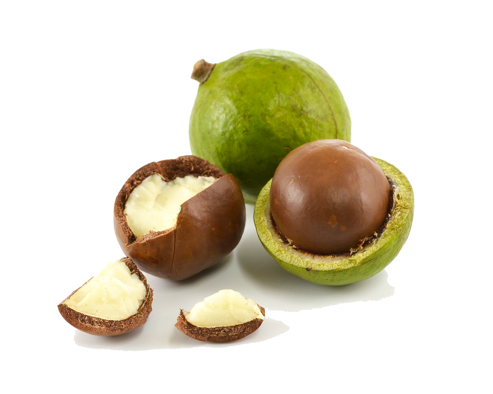 Trustworthy systems archives data. Nuts clipart macadamia nut