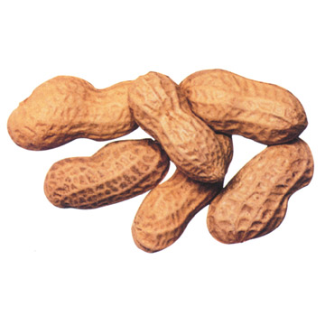 nuts clipart penuts