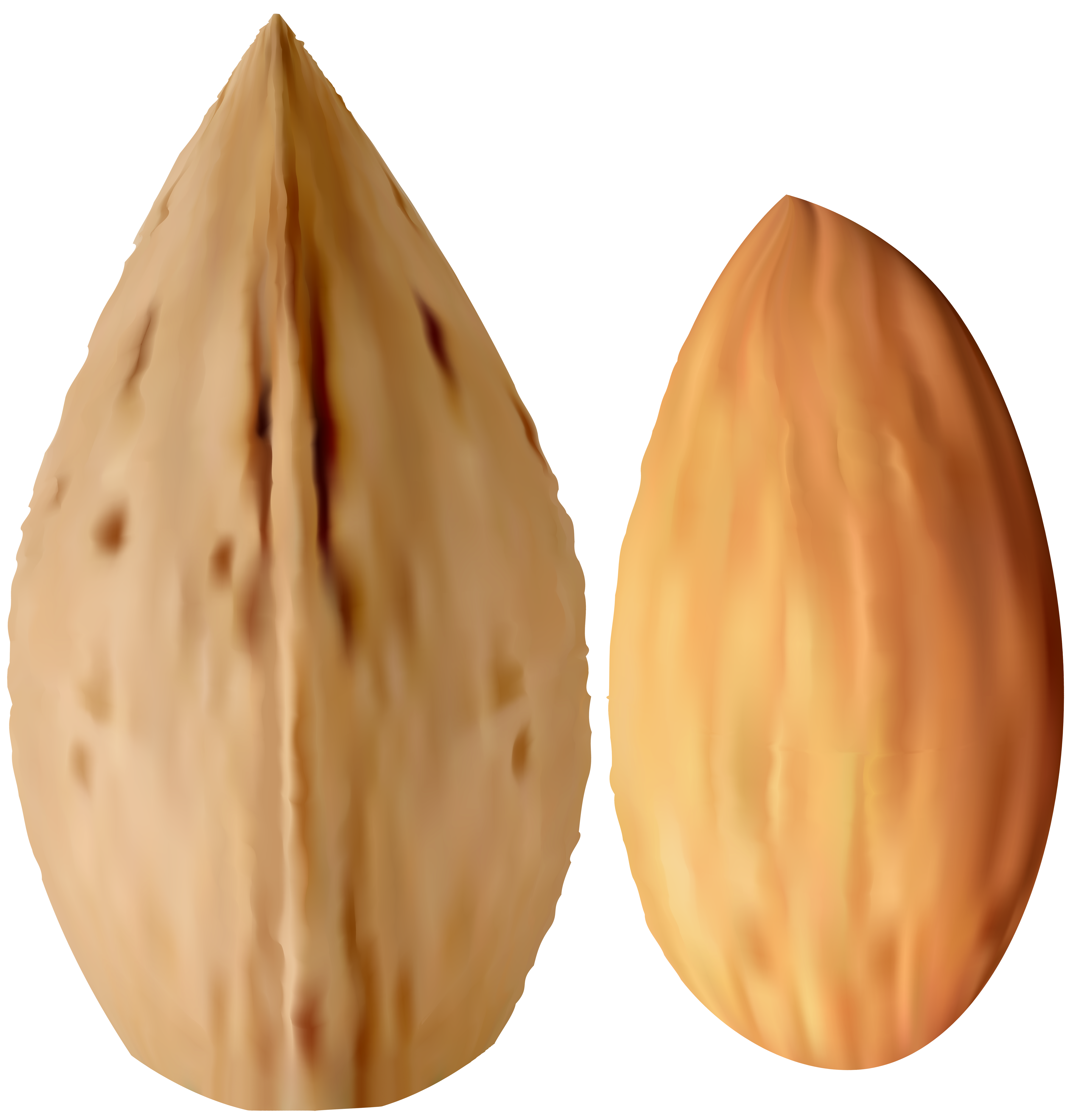 Almond transparent png clip. Nuts clipart tree nut