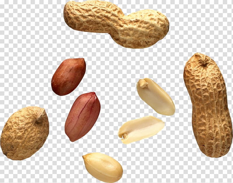 Nuts clipart tree nut. Brown peanut allergy food