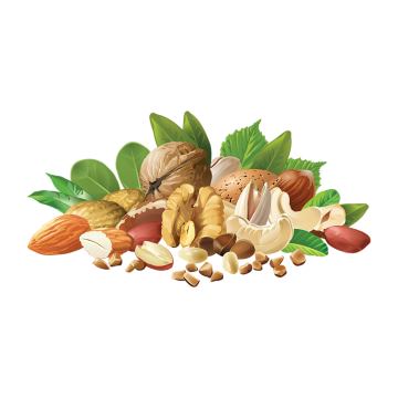 nuts clipart vector