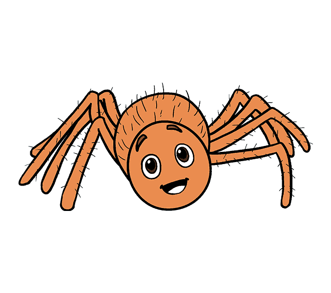 Spider hairy spider