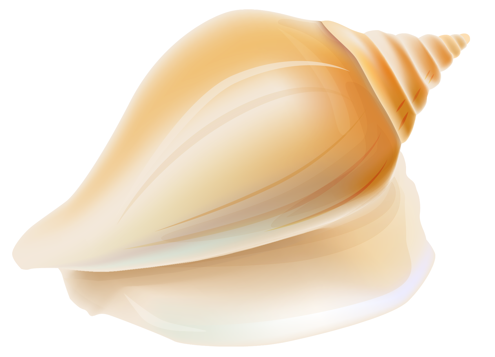 silhouette clipart seashell