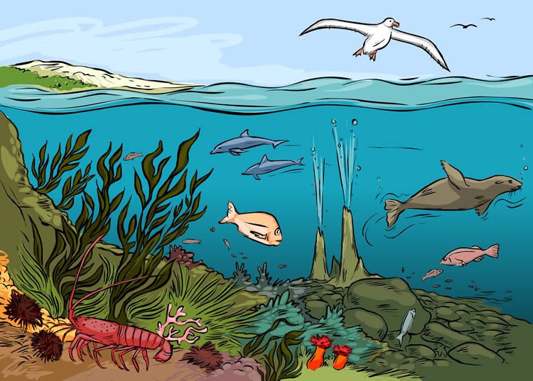 ocean clipart marine ecosystem