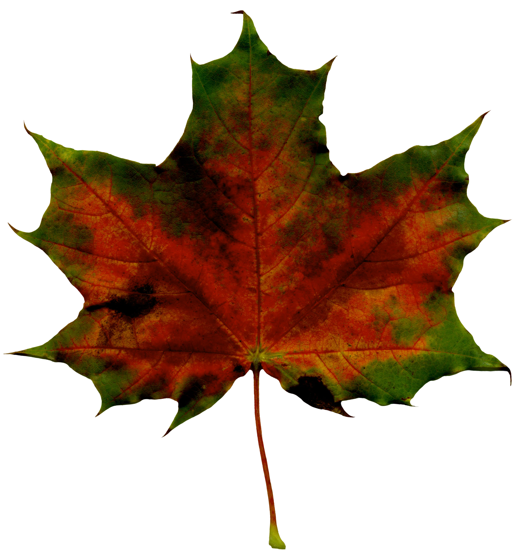 october clipart autumn leaf