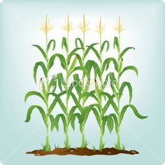 october clipart corn stalk