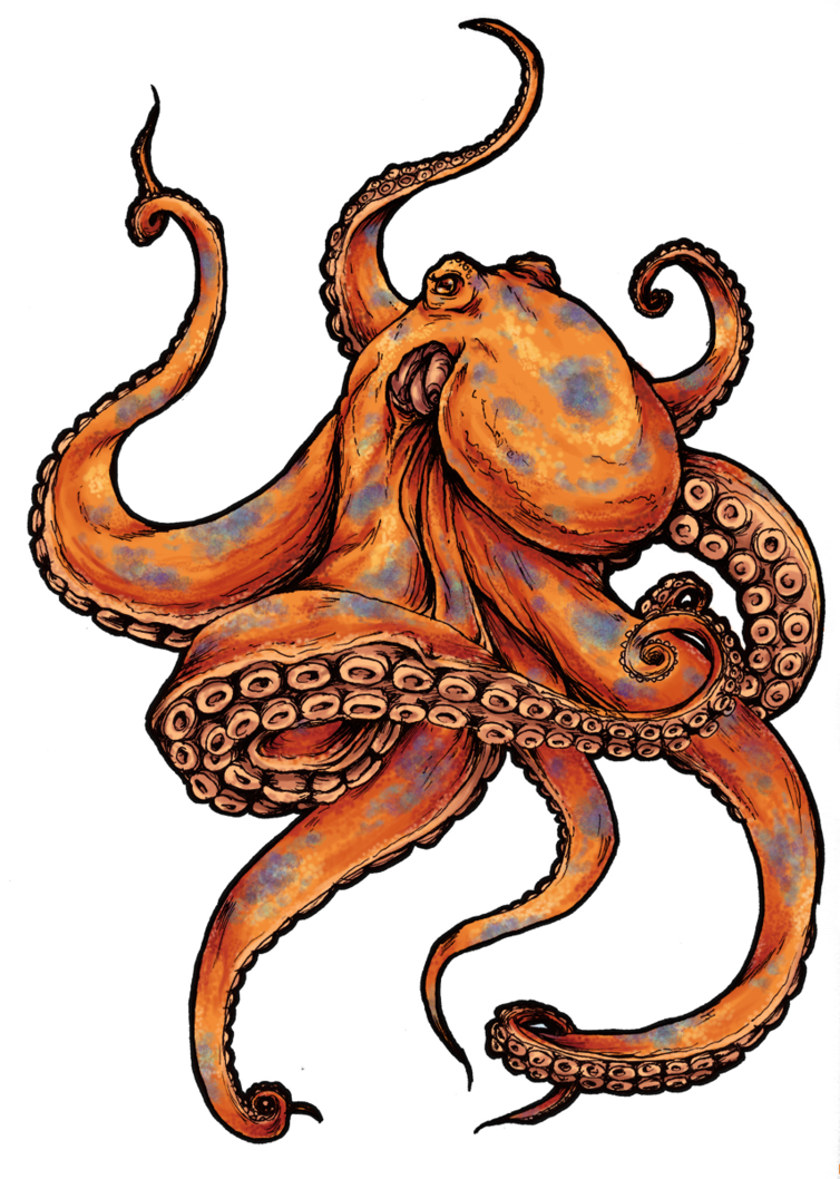  collection of orange. Octopus clipart mimic octopus