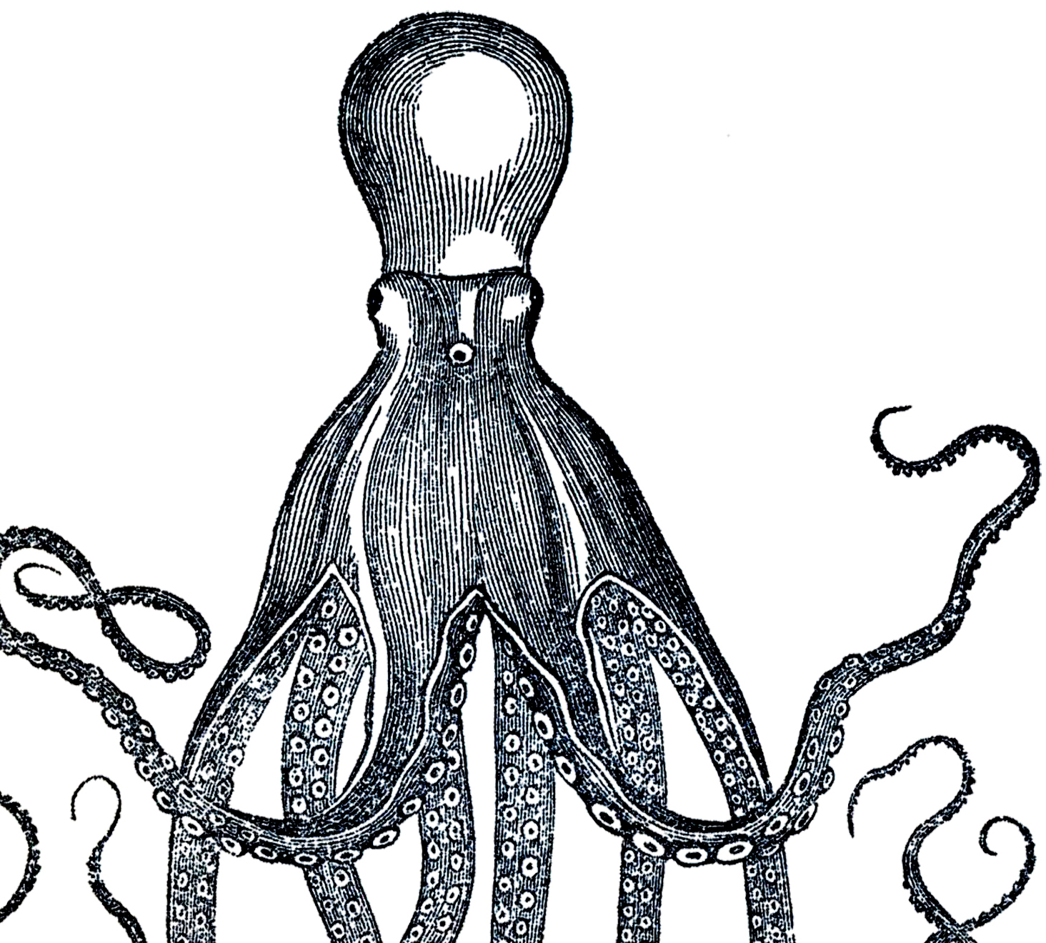octopus clipart vintage