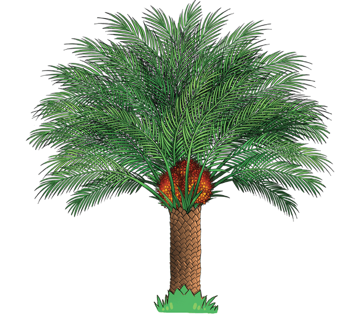 oil clipart palm oil