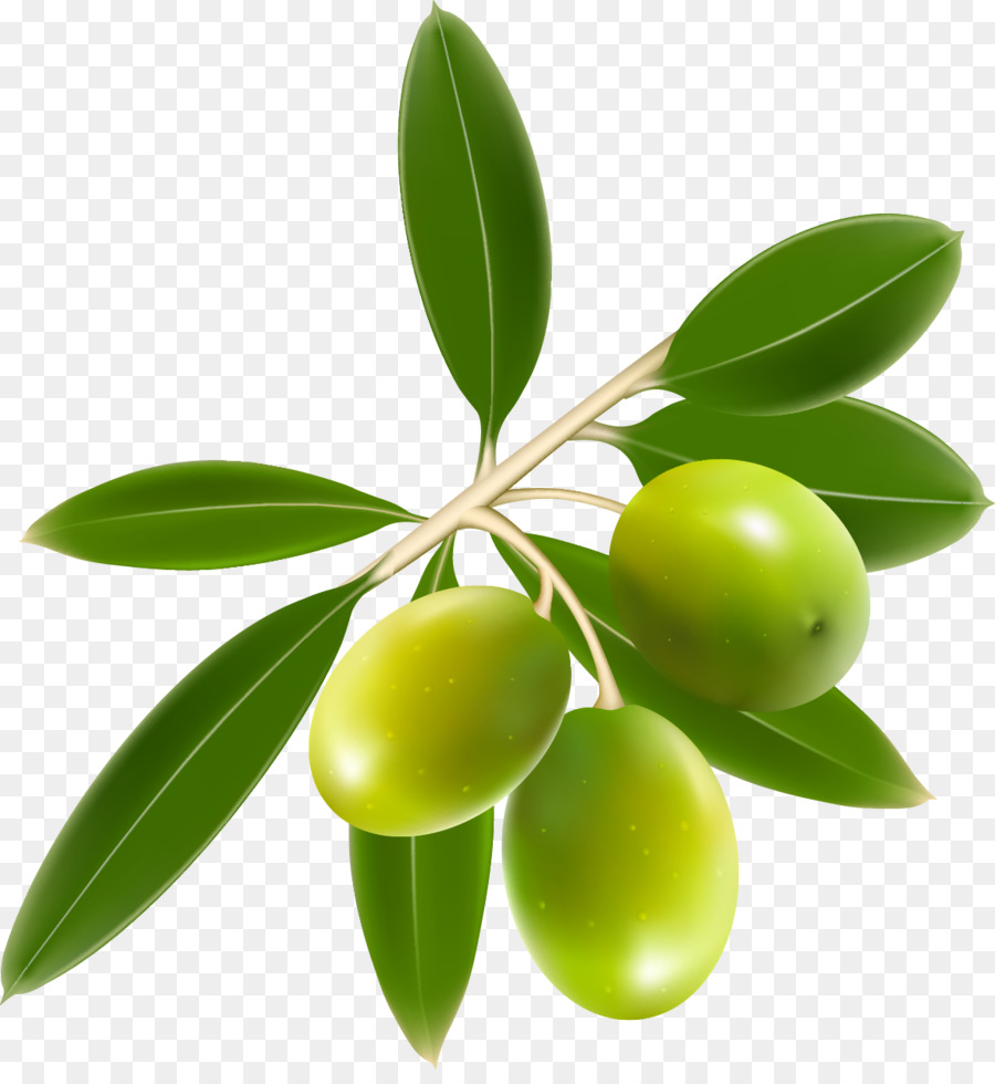 Olive clipart. Oil clip art olives