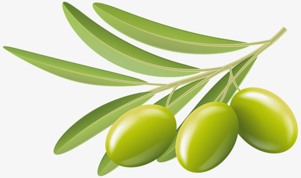 Olive clipart. Green olives branch png
