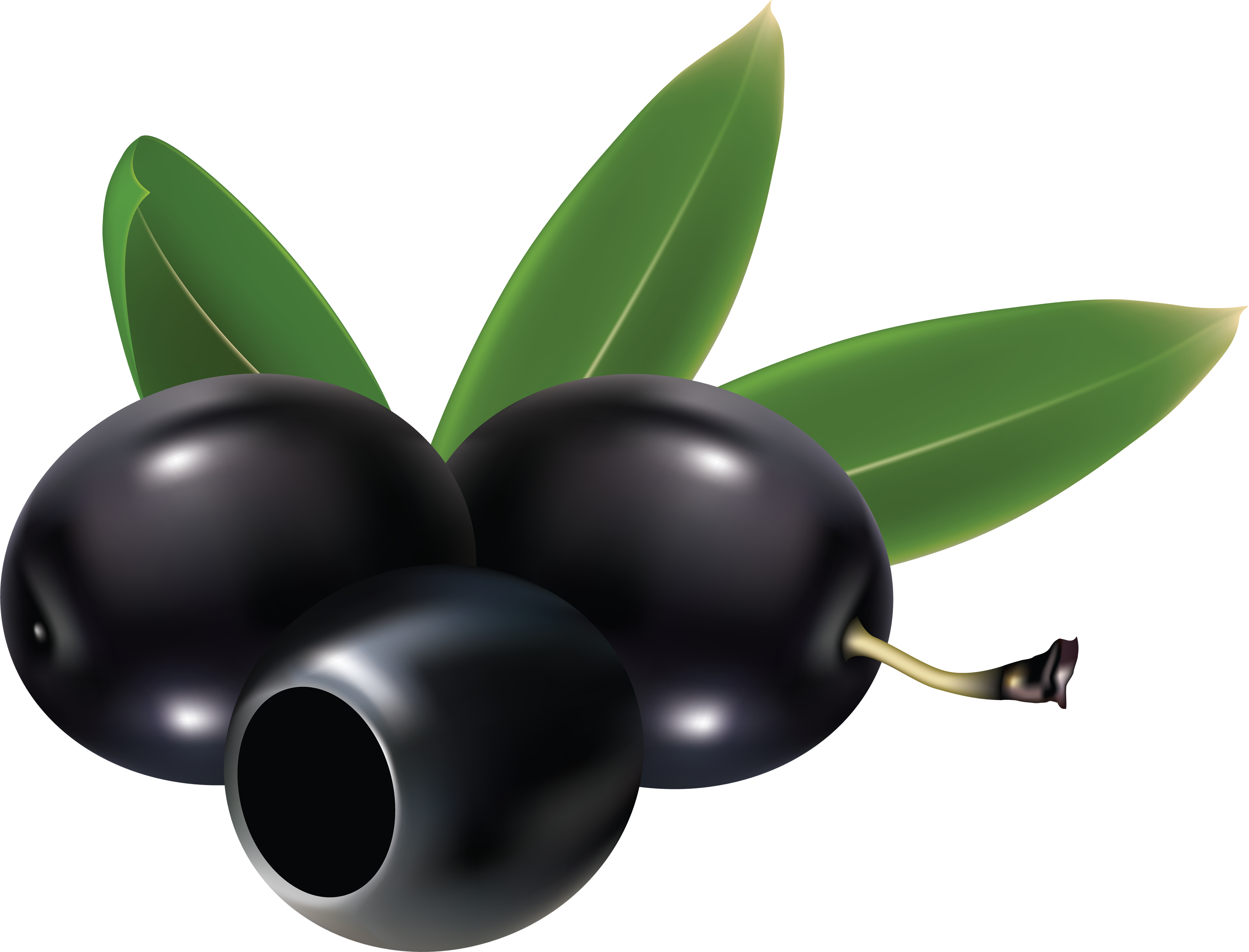 olive clipart black plum