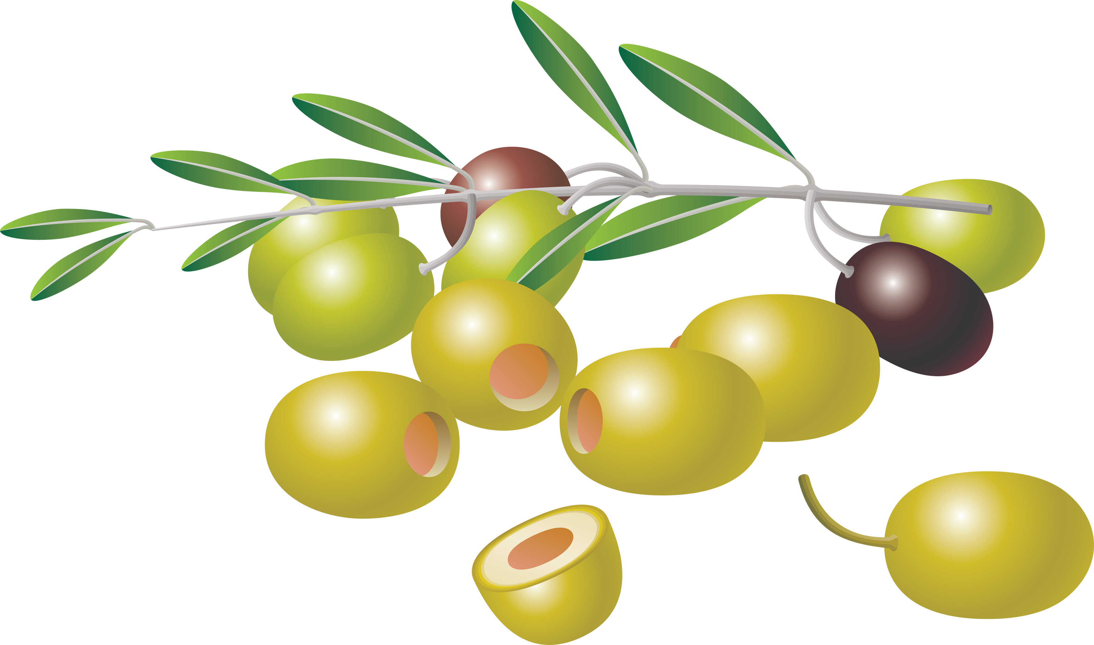 olive clipart greek olive