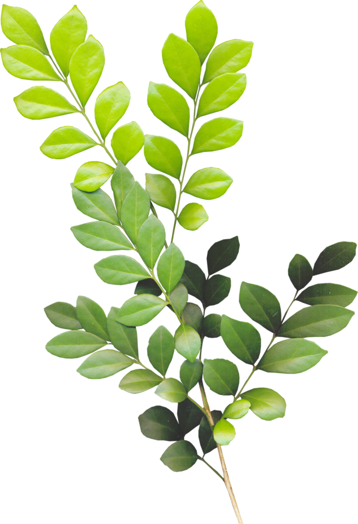Kmill realleaves png k. Olive clipart greenery. olive clipart greenery clip...