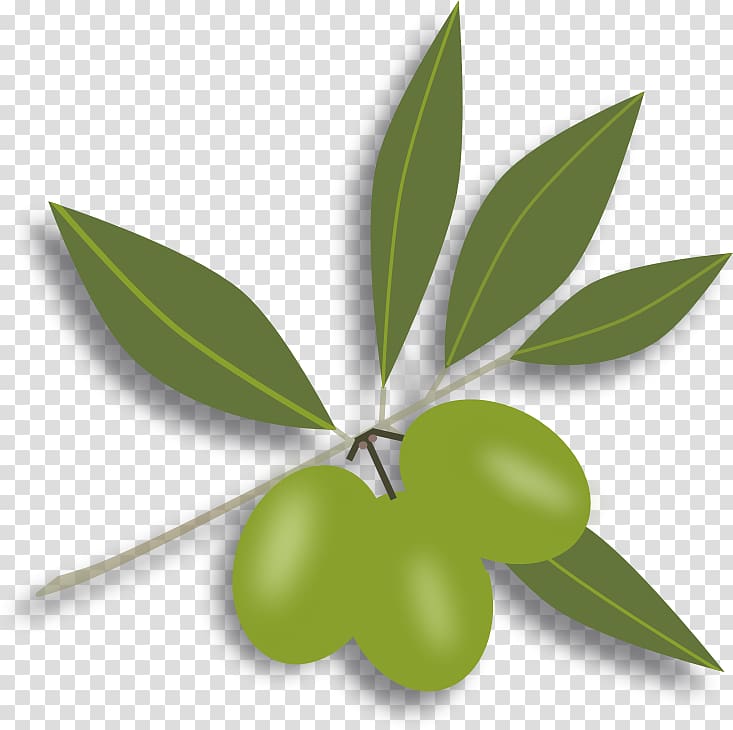 olive clipart greenery